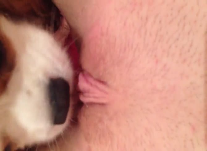 Video :Dog loves licking a woman's pussy in dog porno